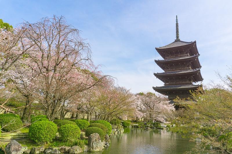 池越しに見る東寺五重塔と満開の枝垂れ桜