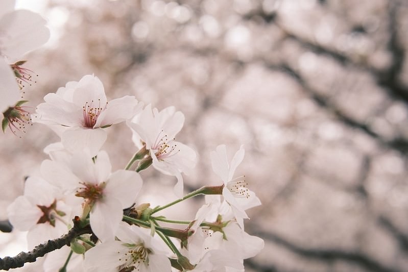 '柔らかなピンク色の満開の桜の枝、春の季節を彩る淡色の花々'