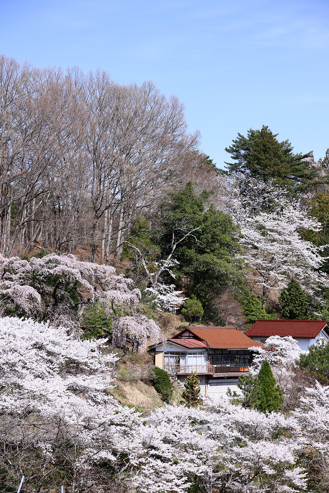 '古民家を背景に咲き誇る桜の春景'