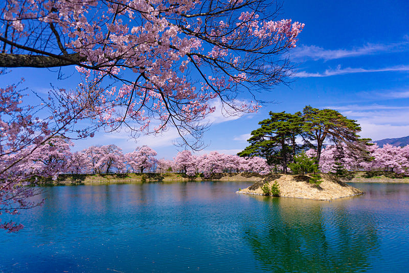 '満開の桜に彩られる池と小さな島'
