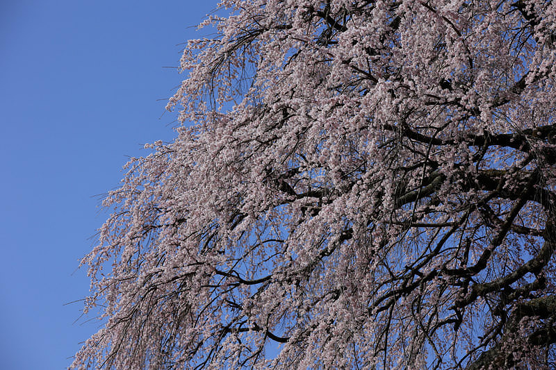 ▲澄んだ青空と天神夫婦桜