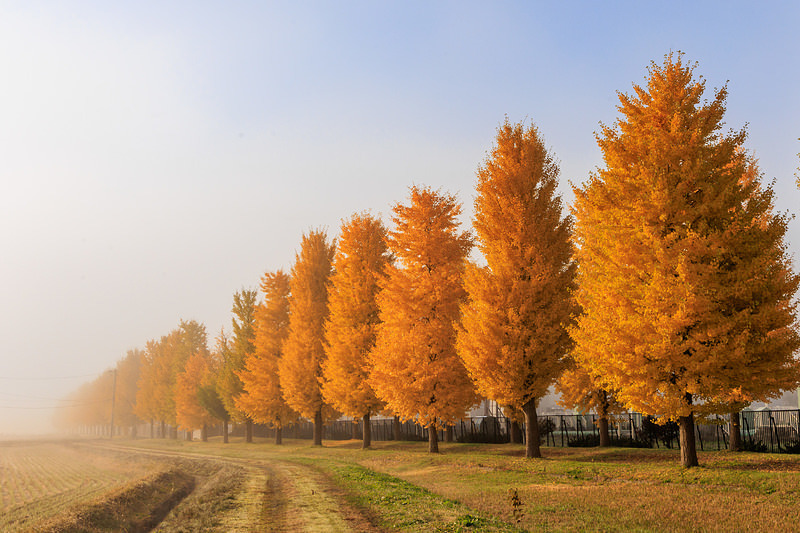 '霧が晴れつつあるイチョウ並木'