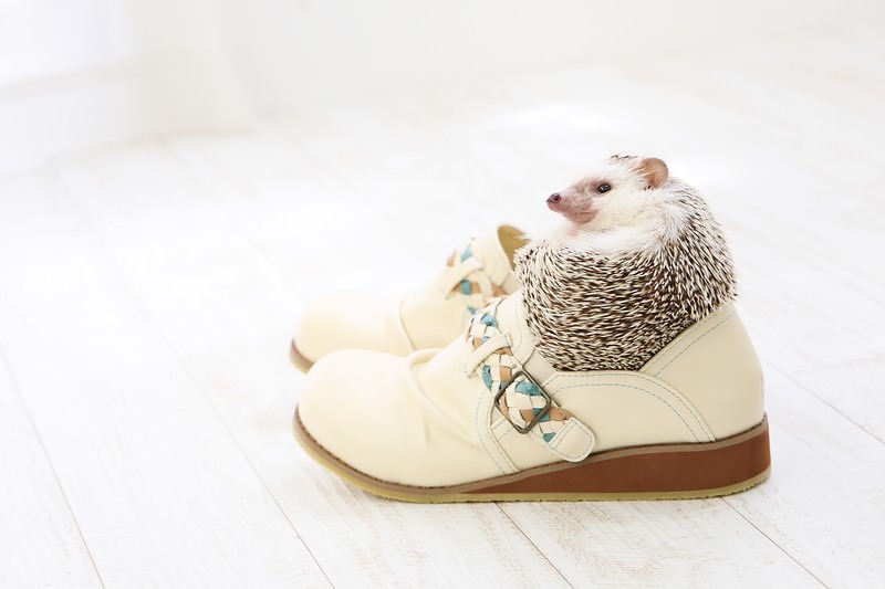 '人間の靴にはまり込むハリネズミ'