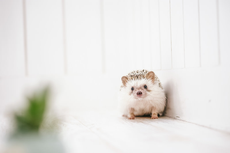 'こちらを見つめるハリネズミ'