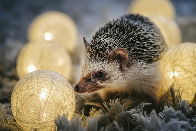 '丸いライトとハリネズミ'