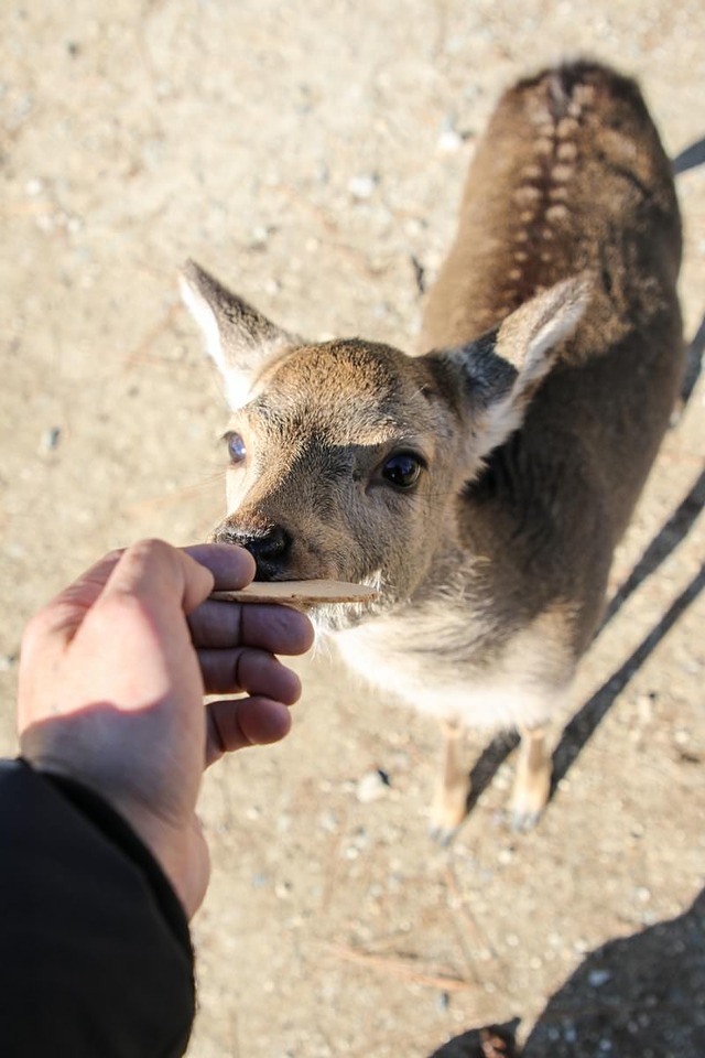 鹿せんべいを食う鹿