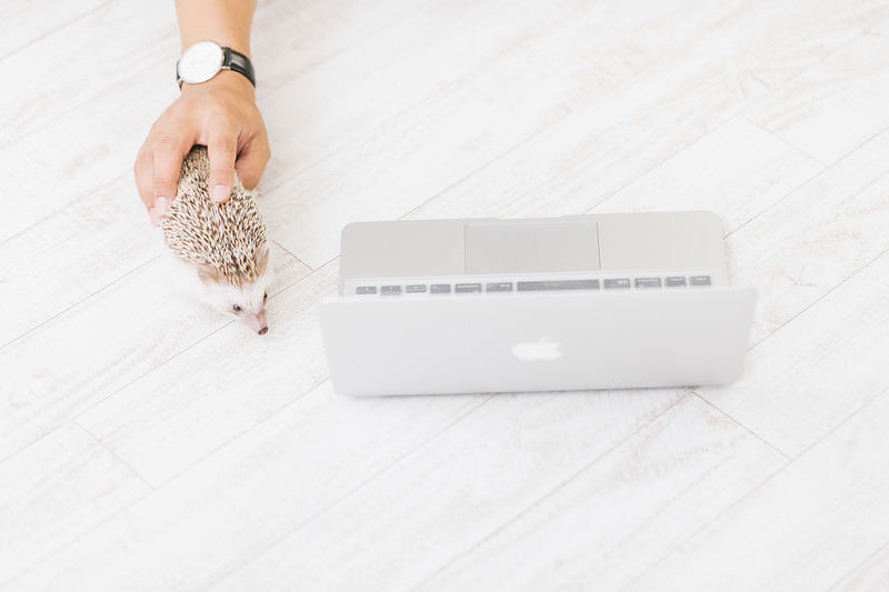 '無線マウスかと思ったらハリネズミだった'