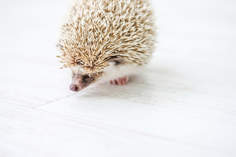 '俯きながら歩くハリネズミ'