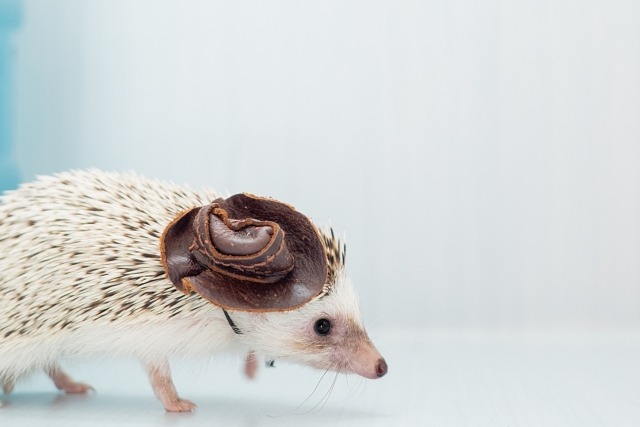 'ハットを被って歩くハリネズミ'