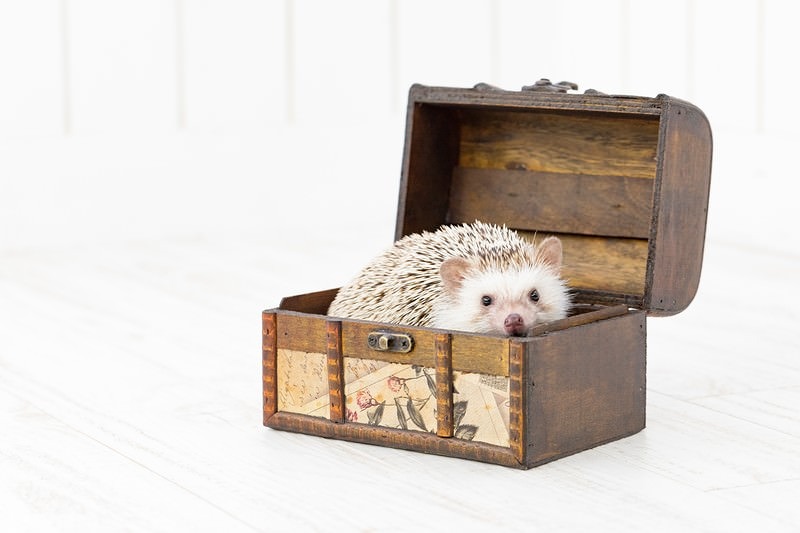 '木製の宝箱に入り込んだ白いハリネズミ'