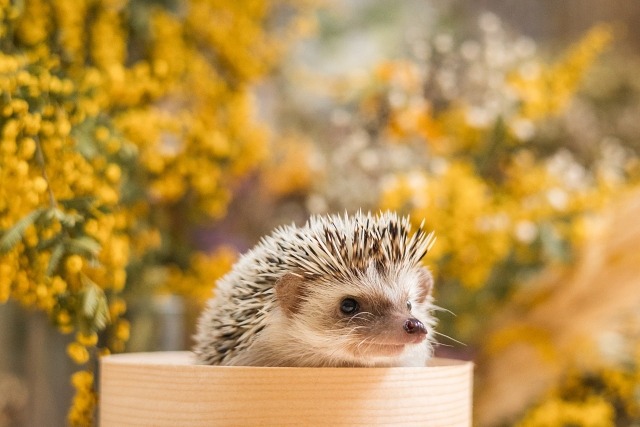 'ミモザとハリネズミ'