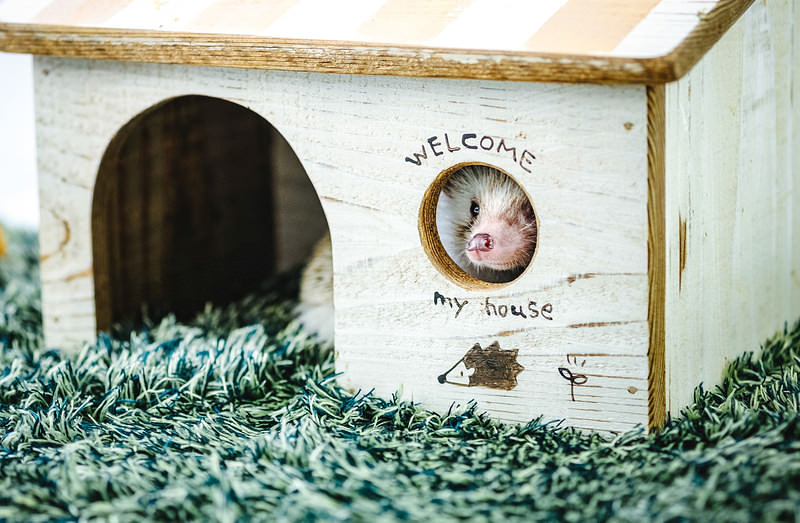 '小屋の丸い窓から周りを見るハリネズミ'