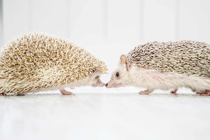 キスするハリネズミのカップル