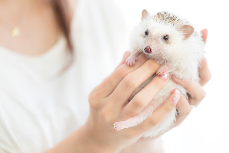 手のひらに包まれるのハリネズミ