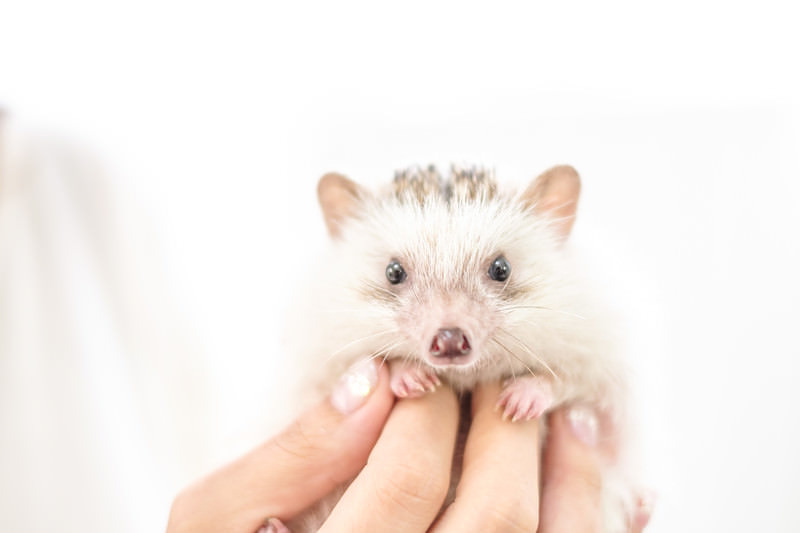 '手乗りハリネズミ'