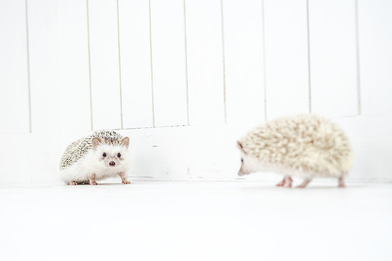 '落ち合うハリネズミ'