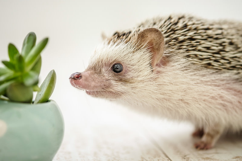 'クンカクンカ'