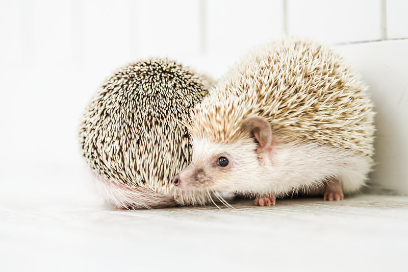 'スリスリするハリネズミ'