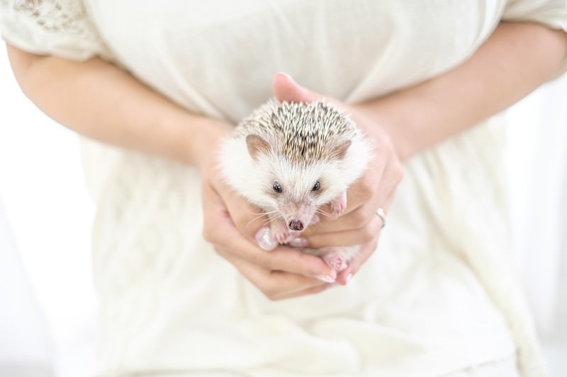 '手のひらに乗った小さなクリーム色のハリネズミ'