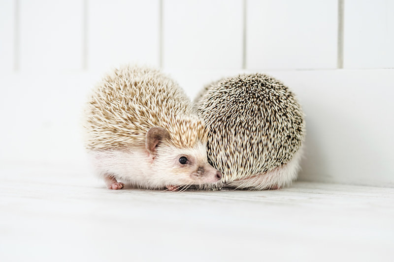 壁際で求愛しあう二匹のハリネズミ