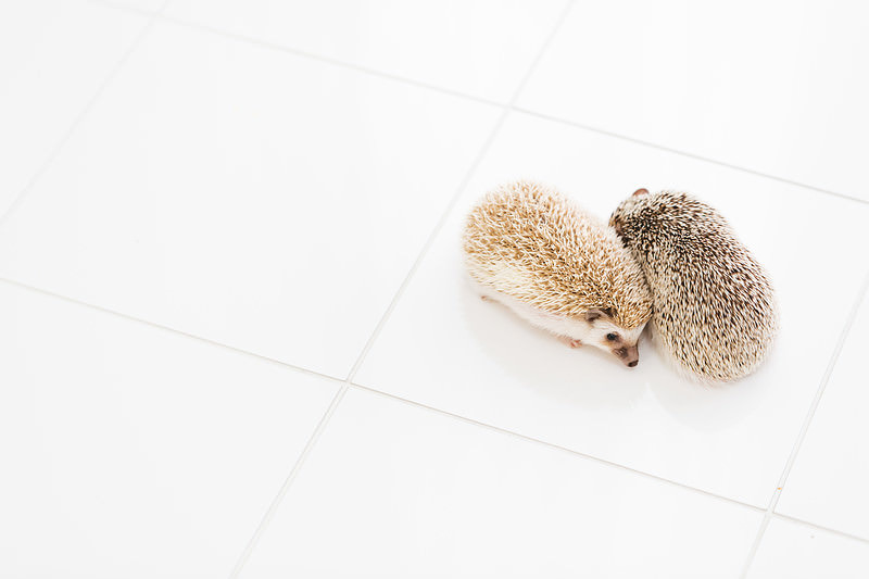 寄り添うハリネズミ