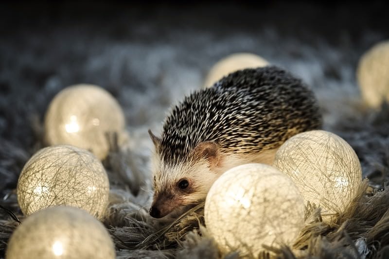 ライトアップとハリネズミ