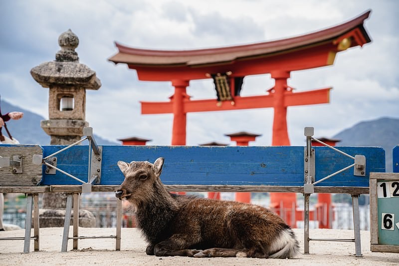 大鳥居の前で休憩中の鹿