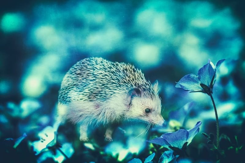 'コスモスの花々に包まれるハリネズミのフォトモンタージュ'
