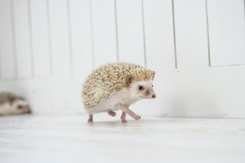 'ちょっと通りますよ・・・白い床を歩くハリネズミ'