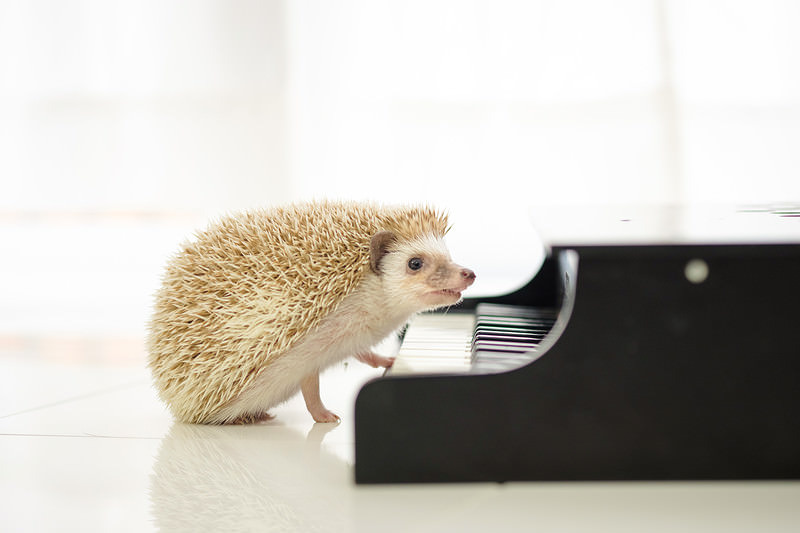 'ピアノの鍵盤とハリネズミ'