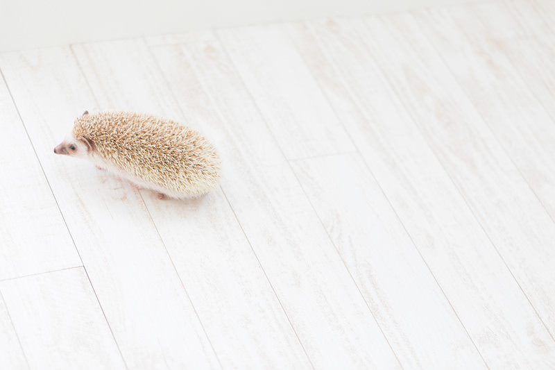 てくてく歩くハリネズミ