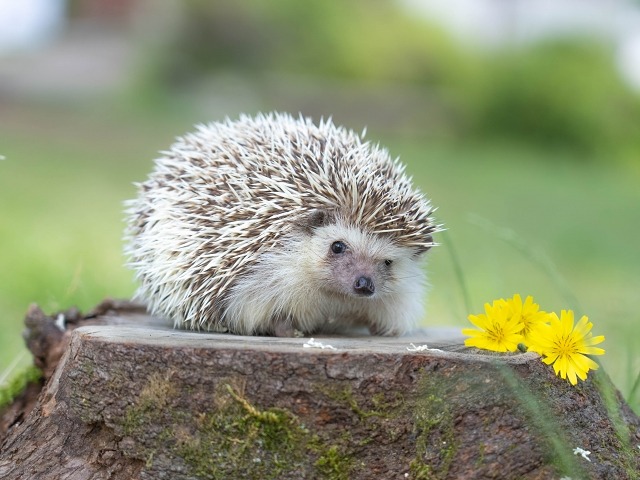 '切り株に乗るハリネズミ'