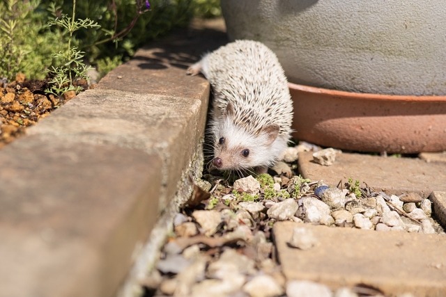 '庭を探検中のハリネズミ'