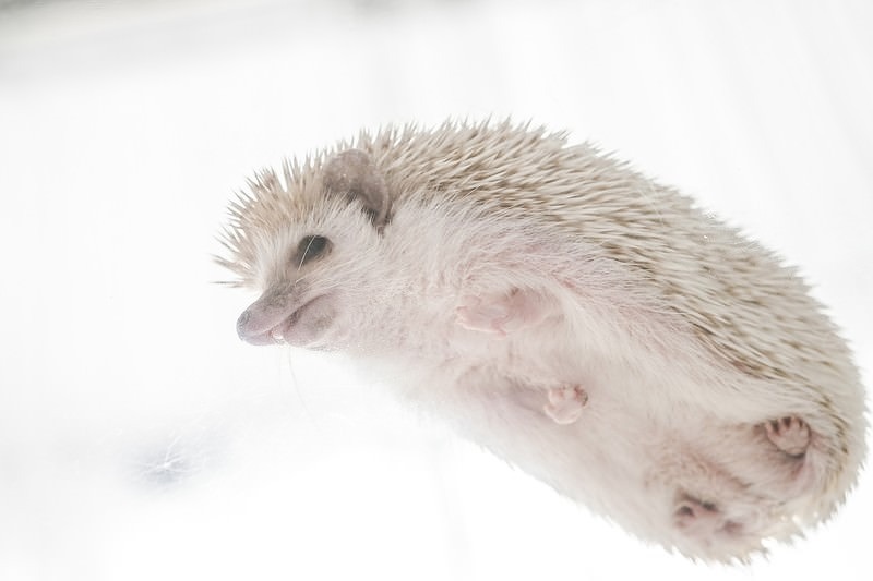 '小さい手足がキュート！　下からハリネズミ'