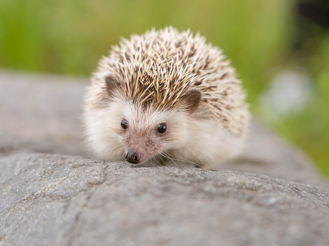 '岩の上のハリネズミ'