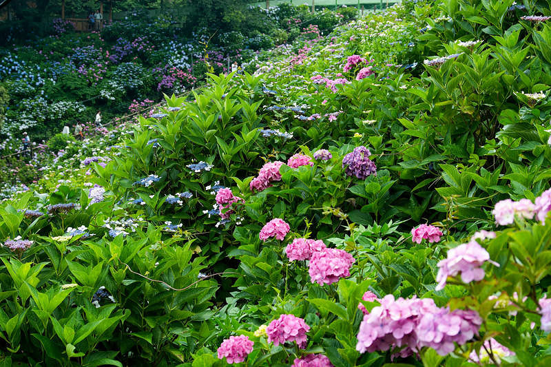 '斜面一面のアジサイ'