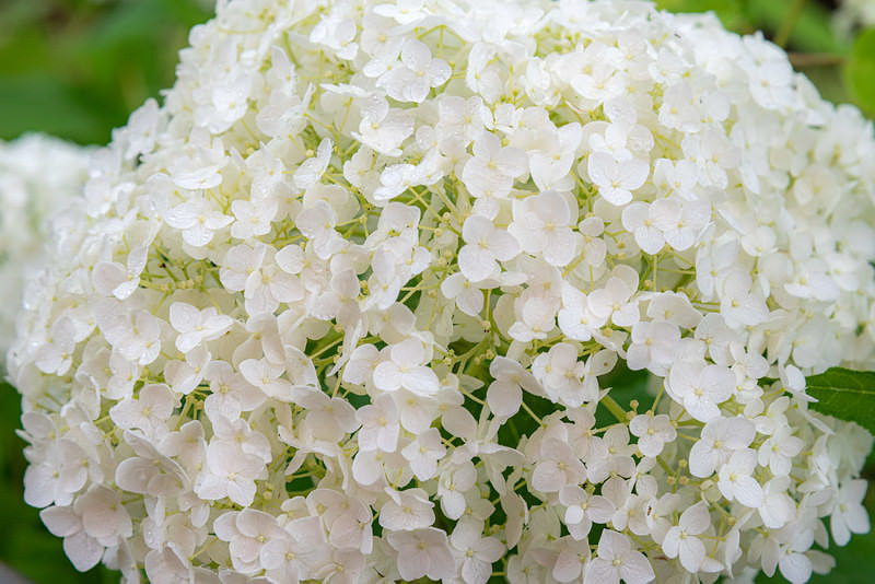 '雨粒残る白いアジサイ'