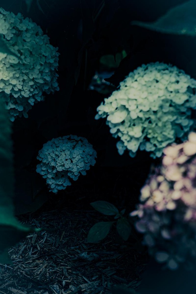 '暗がりの中で咲く数房の紫陽花'