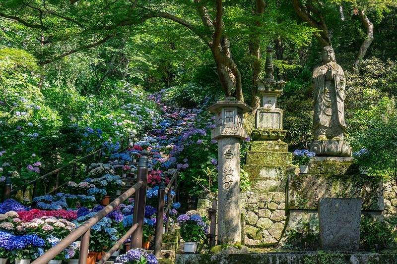 'まるで流れる川のように紫陽花が溢れる嵐の坂と傍らに立つ石仏'