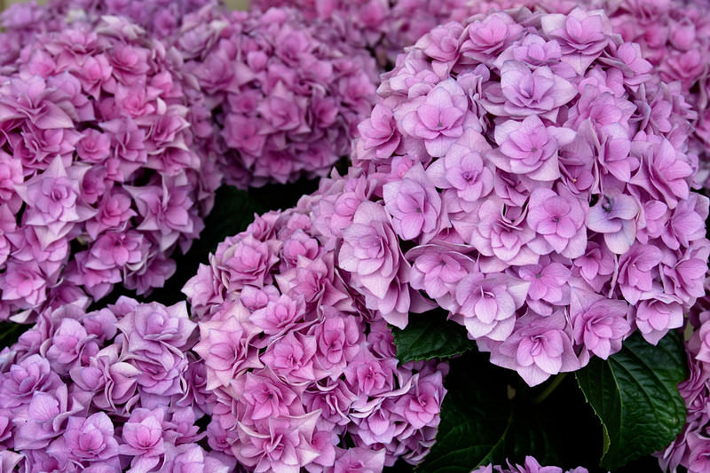 '鮮やか紫陽花'