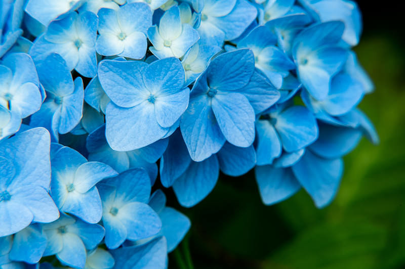 '装飾花の中心で開花を待つ紫陽花'