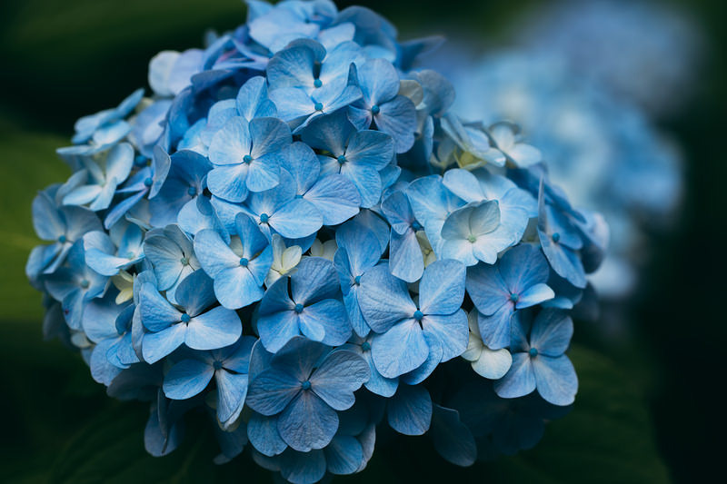'薄水色の紫陽花'
