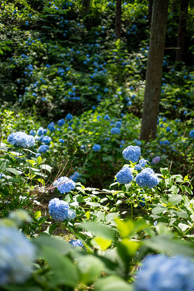 '群生する紫陽花に射す光'