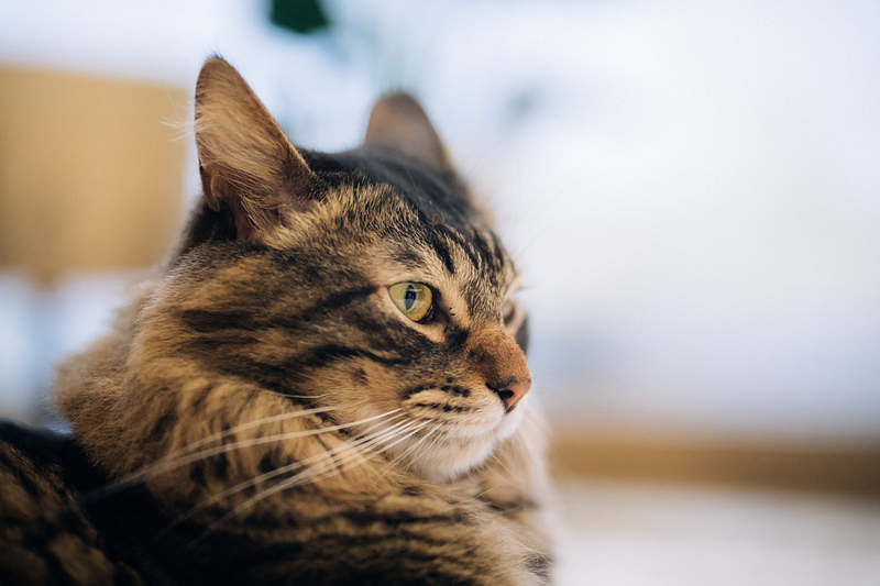 'カッパー色の猫の目'