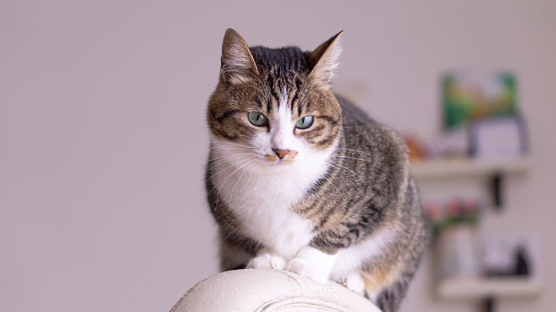 '椅子上でドヤ顔猫'