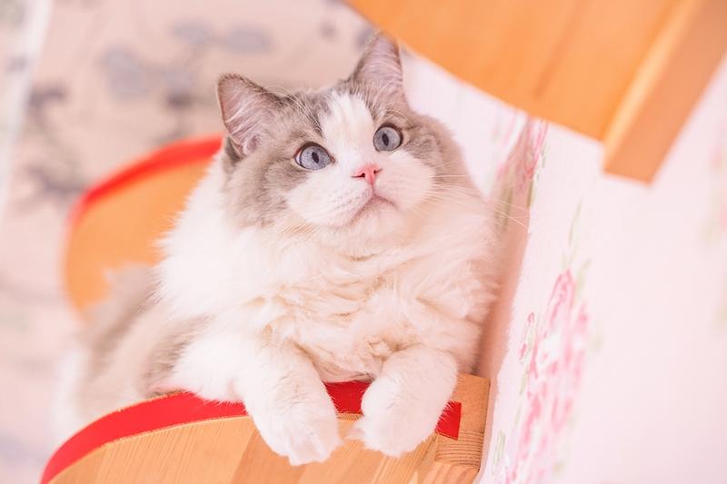 'ピンクの布にのる、前足をちょこんと出すラグドール'