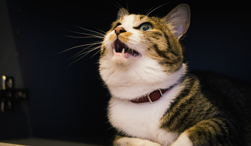 '二重あごで上を見上げる不機嫌な猫'