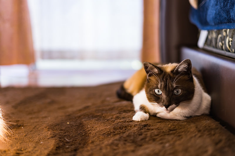 フリーズする猫