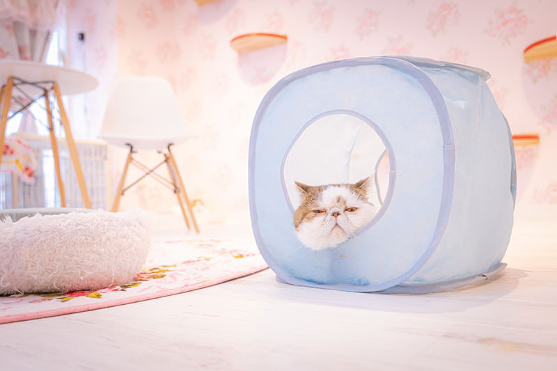 猫ハウスでくつろぐエキゾチックショートヘア