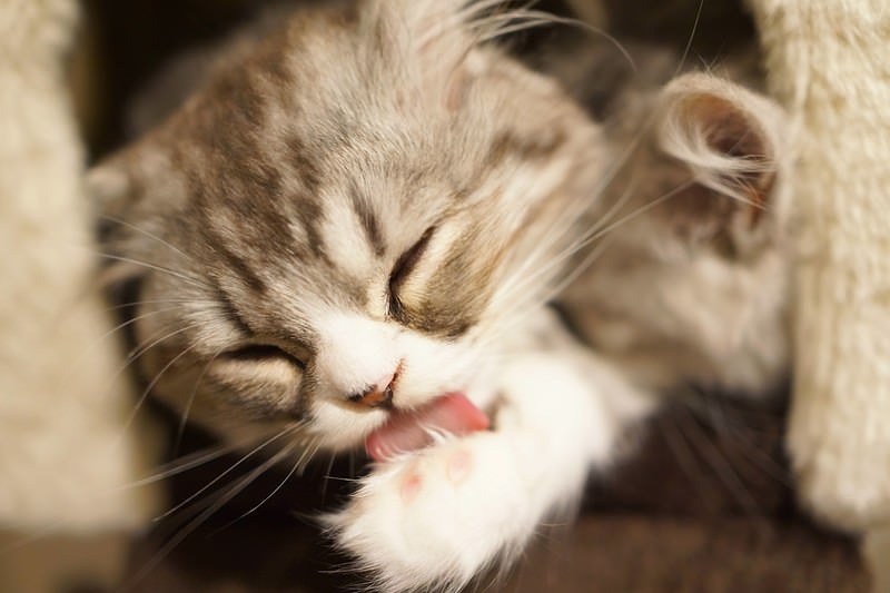 腕をペロペロするオス猫